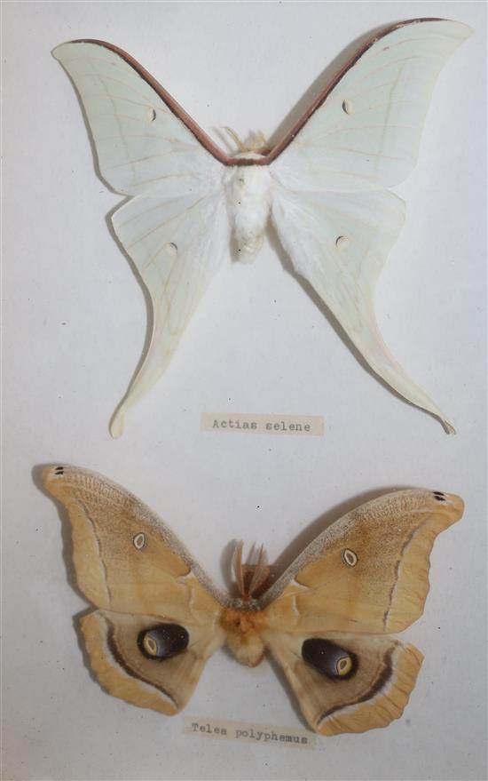 A collection of various European and exotic butterflies housed in four glazed wooden case, largest case 18 x 18in.